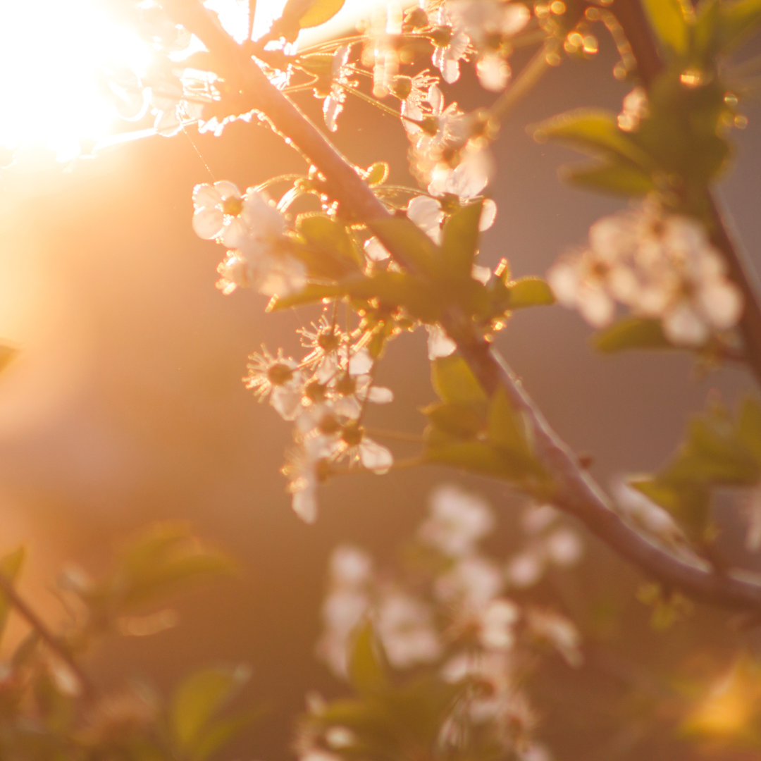 Photo d'un arbre fruitier en fleurs avec le coucher de soleil qui projette une lumière rosée et chaude.