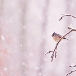 Un cadeau qui a du sens : alignement à soi, reconnexion, connaissance de soi... Photo d'un petit oiseau posé sur une branche avec la neige qui tombe et des arbres en fond